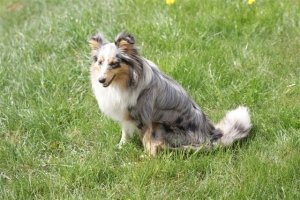 E-Wurf,8 Wochen alt 019     