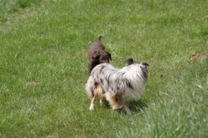 E-Wurf,8 Wochen alt 021     