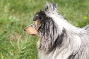 E-Wurf,8 Wochen alt 037     