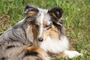 E-Wurf,8 Wochen alt 046     