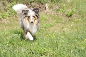 E-Wurf,8 Wochen alt 072     