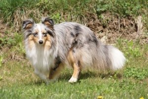 E-Wurf,8 Wochen alt 073     