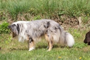 E-Wurf,8 Wochen alt 074     