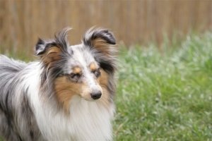 E-Wurf,8 Wochen alt 109     