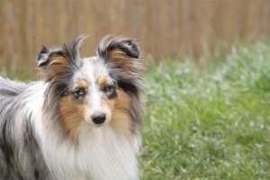 E-Wurf,8 Wochen alt 110     