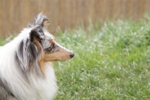 E-Wurf,8 Wochen alt 111     