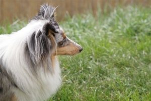 E-Wurf,8 Wochen alt 112     