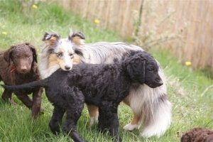 E-Wurf,8 Wochen alt 114     