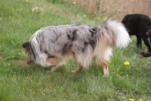 E-Wurf,8 Wochen alt 120     