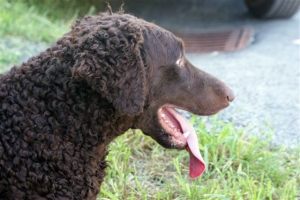 Frühjahr 2010 (Shakira)