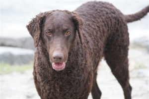 November 2011 (Shakira)