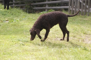 Sommer 2008 (Shakira)