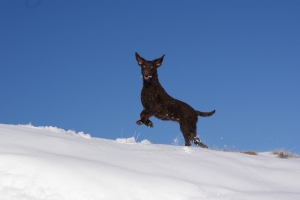 Winter 2008 (Shakira)