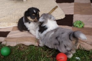 Alle (G-Wurf, Sheltie)