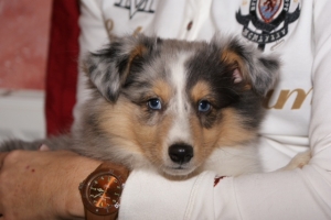 geronimo2-2093132964  