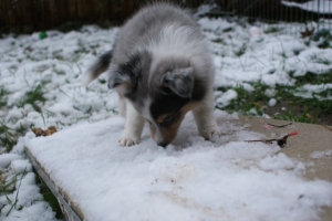 geronimo4-2019130229   