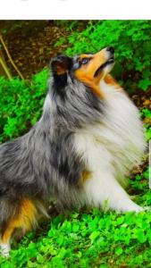 signal-attachment-2019-11-07-191759 004