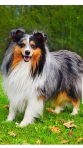 signal-attachment-2019-11-07-191759 005