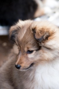 Middog's Isle of Summer "Ivory"