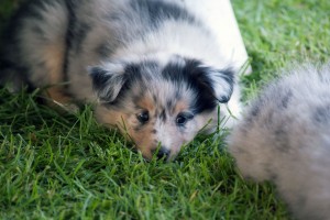 Just a Smile "Ellie"