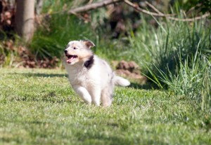 Join together "Jo-Jo"