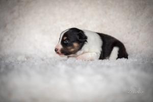 signal-2019-04-15-1946231