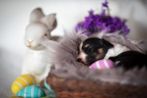 signal-2019-04-15-1946232