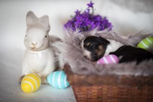 signal-2019-04-15-1946233