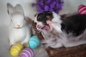 signal-2019-04-15-1946234