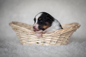 signal-2019-04-15-1946235