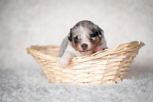 signal-2019-04-15-1946542