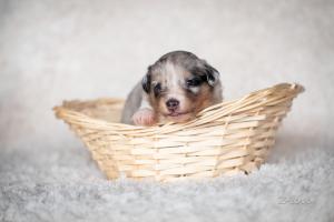 signal-2019-04-15-1946543