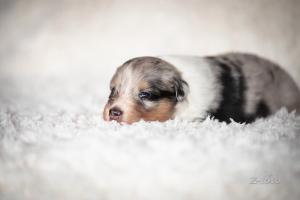 signal-2019-04-15-1946544