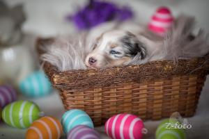 signal-2019-04-15-1947301