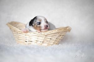 signal-2019-04-15-1947302