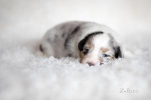 signal-2019-04-15-1947304