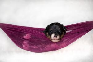 signal-2019-04-15-1948312