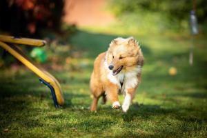 signal-attachment-2019-11-08-182211 001