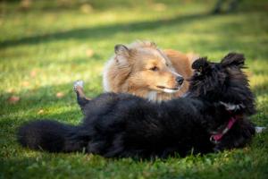 signal-attachment-2019-11-08-182211 002