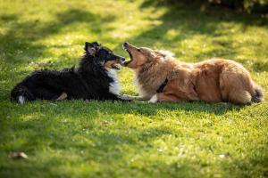 signal-attachment-2019-11-08-182211 003