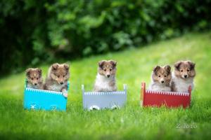 signal-2019-06-05-203254