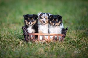 signal-2020-01-04-163909