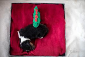 signal-attachment-2019-11-27-072420 001