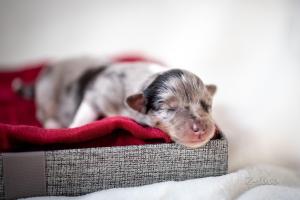 signal-attachment-2019-11-27-072420 002