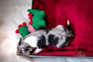 signal-attachment-2019-11-27-072420 003