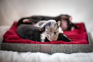 signal-attachment-2019-11-27-072420 004