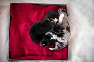 signal-attachment-2019-11-27-072420 005