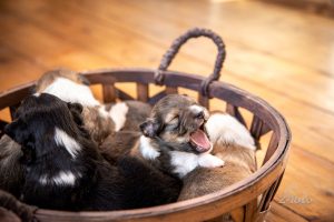 f5a923ee-924d-4322-aad3-d306ba507210