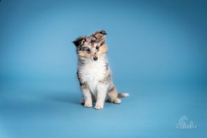 87fde9ed-9756-495b-b2b3-8d26b53e7ce8