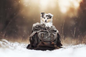 e8f13a43-5380-42b8-a0b2-1d99ff5704ad